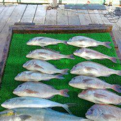 海の釣堀 海恵 釣果