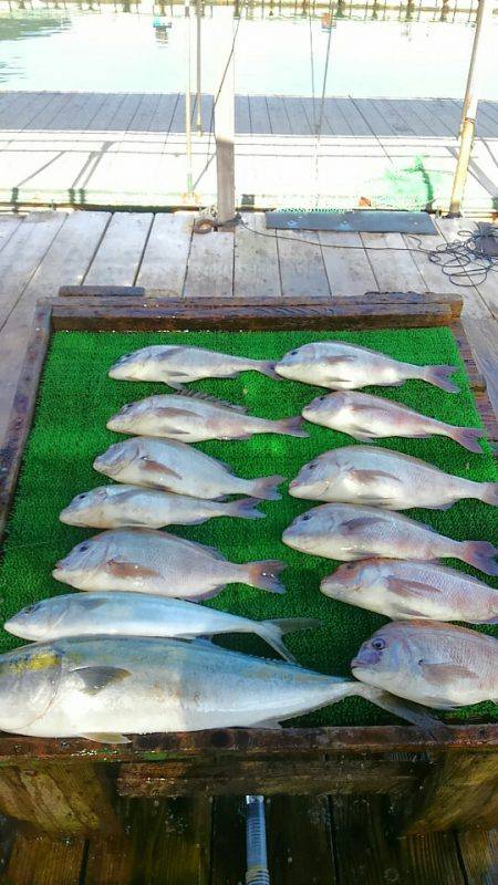 海の釣堀 海恵 釣果
