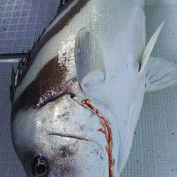 タイラバ遊漁船 ワンピース 釣果