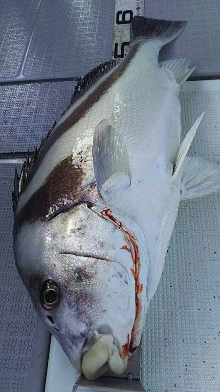 タイラバ遊漁船 ワンピース 釣果