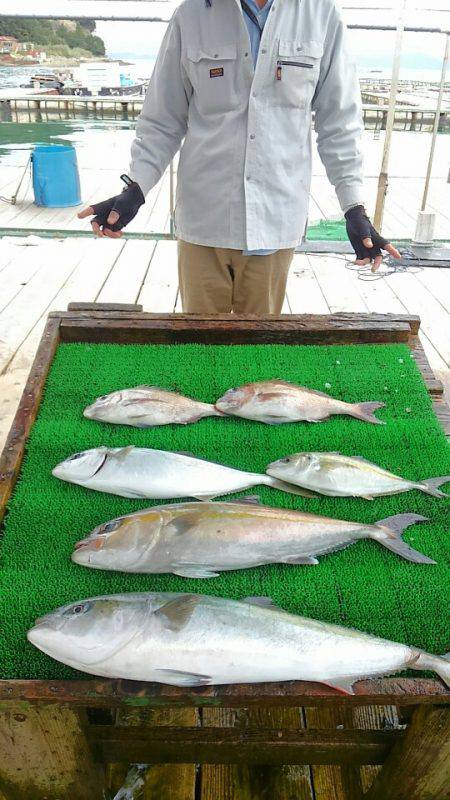 海の釣堀 海恵 釣果