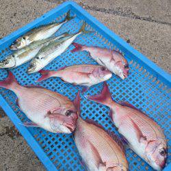 第三共栄丸 釣果