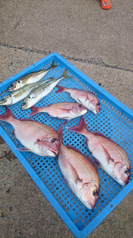 第三共栄丸 釣果