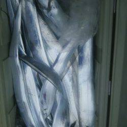 サンマリン 釣果