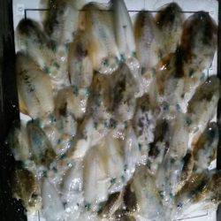 Monster Rush! 釣果