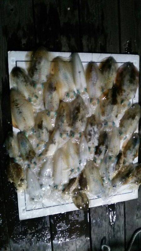 Monster Rush! 釣果