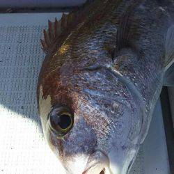 タイラバ遊漁船 ワンピース 釣果