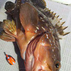 タイラバ遊漁船 ワンピース 釣果