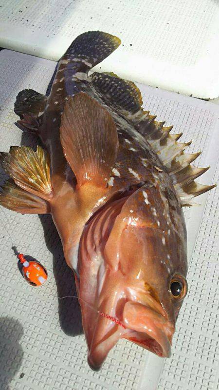 タイラバ遊漁船 ワンピース 釣果