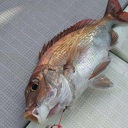 タイラバ遊漁船 ワンピース 釣果