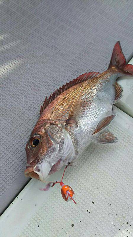 タイラバ遊漁船 ワンピース 釣果