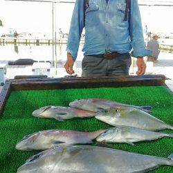 海の釣堀 海恵 釣果