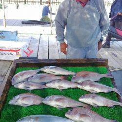 海の釣堀 海恵 釣果