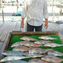 海の釣堀 海恵 釣果