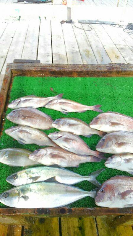 海の釣堀 海恵 釣果