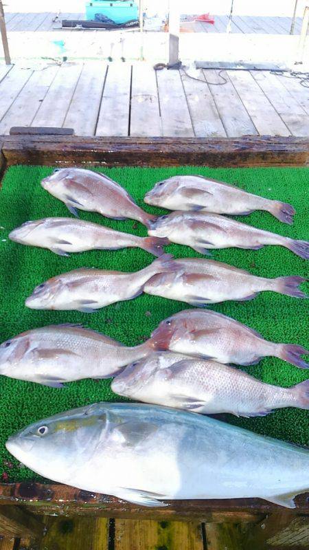 海の釣堀 海恵 釣果