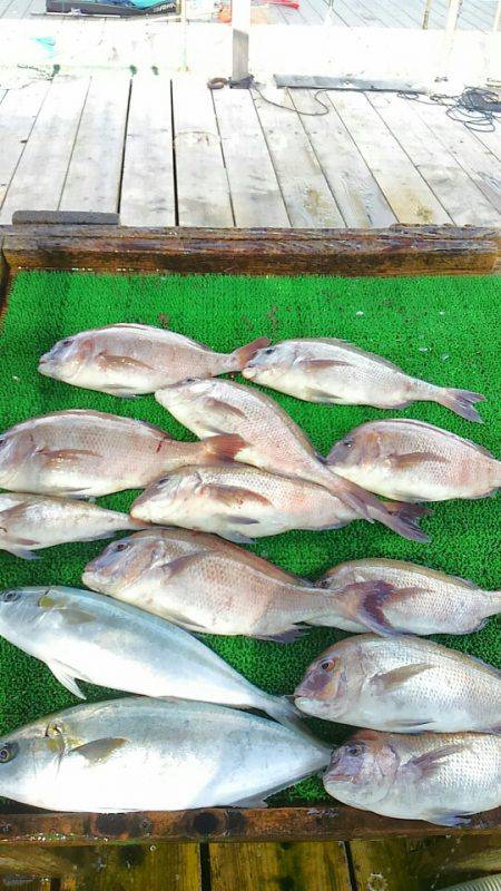 海の釣堀 海恵 釣果