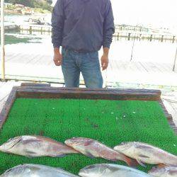 海の釣堀 海恵 釣果