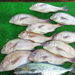海の釣堀 海恵 釣果