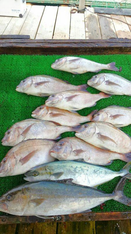 海の釣堀 海恵 釣果