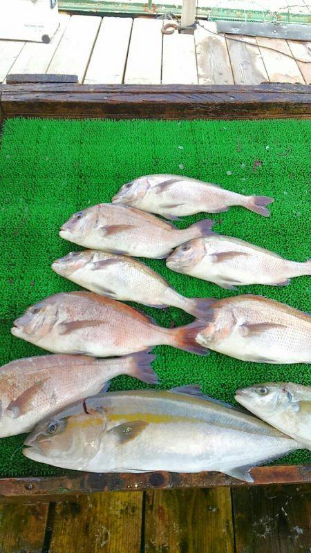 海の釣堀 海恵 釣果
