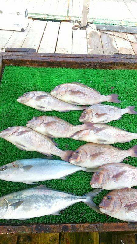 海の釣堀 海恵 釣果