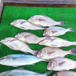 海の釣堀 海恵 釣果