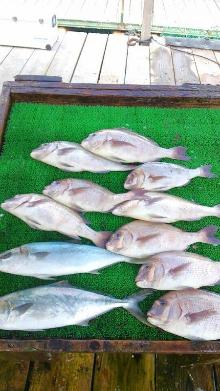 海の釣堀 海恵 釣果