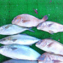 海の釣堀 海恵 釣果