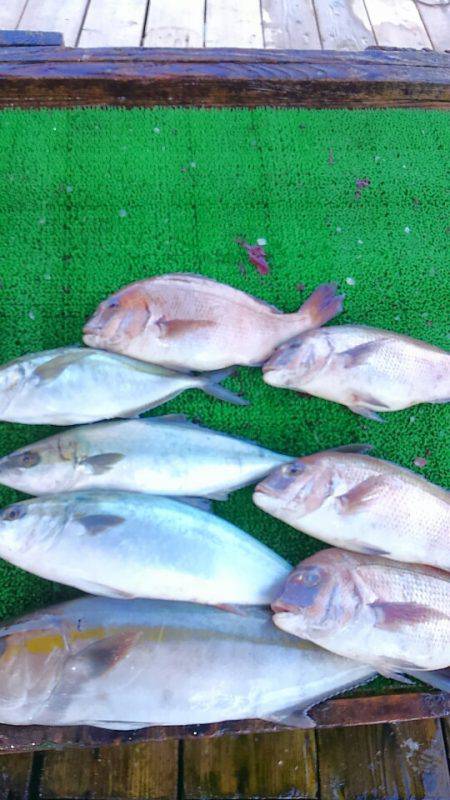 海の釣堀 海恵 釣果