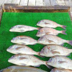 海の釣堀 海恵 釣果