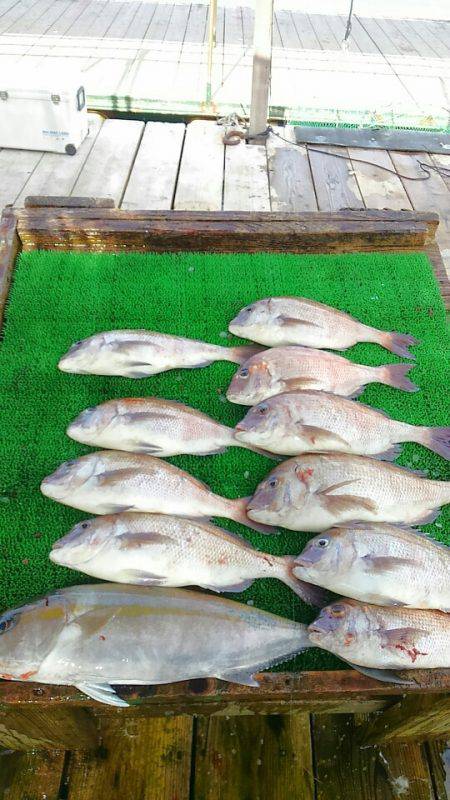 海の釣堀 海恵 釣果