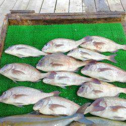 海の釣堀 海恵 釣果