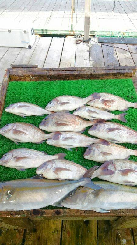 海の釣堀 海恵 釣果