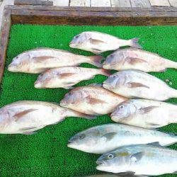 海の釣堀 海恵 釣果