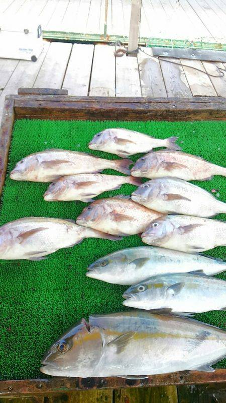 海の釣堀 海恵 釣果