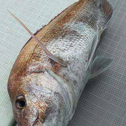 タイラバ遊漁船 ワンピース 釣果