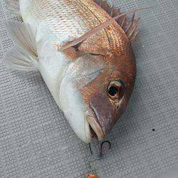 タイラバ遊漁船 ワンピース 釣果