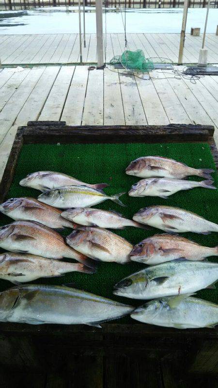 海の釣堀 海恵 釣果