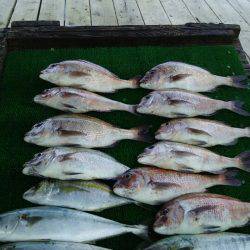 海の釣堀 海恵 釣果