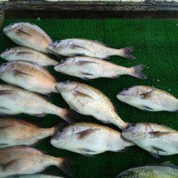 海の釣堀 海恵 釣果