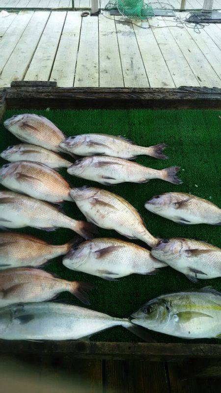 海の釣堀 海恵 釣果
