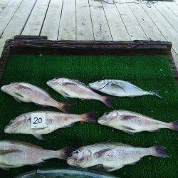 海の釣堀 海恵 釣果