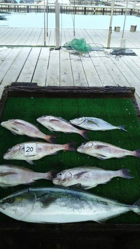 海の釣堀 海恵 釣果