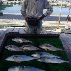海の釣堀 海恵 釣果