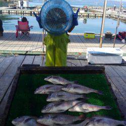 海の釣堀 海恵 釣果