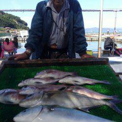 海の釣堀 海恵 釣果
