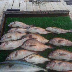 海の釣堀 海恵 釣果