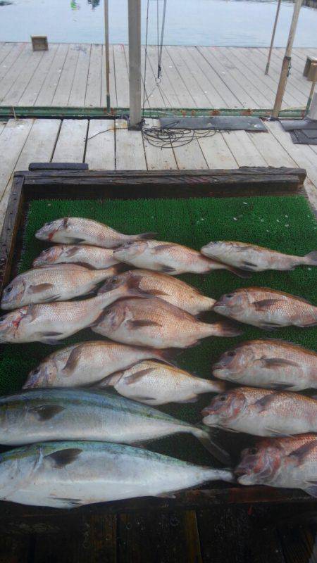 海の釣堀 海恵 釣果