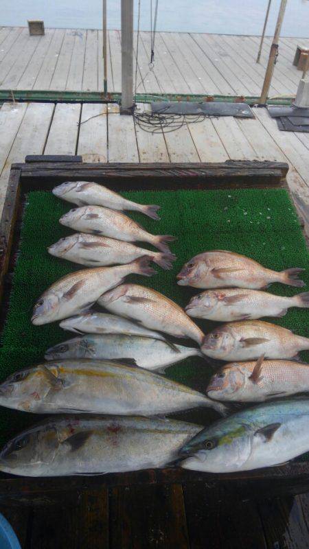 海の釣堀 海恵 釣果